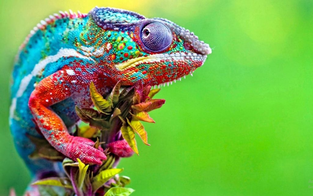 Cool Lizard, Colorful Lizard, Tropical Lizard