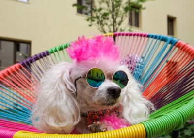 My Traveling Poodle's European Travel Nightmare | How To Air Travel Europe With Pets » Travel With Pets » Blog » how to travel europe with pets » Blog » P.S. This Rocks Travel & Interior Design Blog by Christi Tasker A Serial Entrepreneurs Lifestyle Blog Full of Vacation Ideas, Home Design Inspiration, Art, Recipes, Parenting Tips, Over 40s Fashion Inspiration Travel Tips, Home