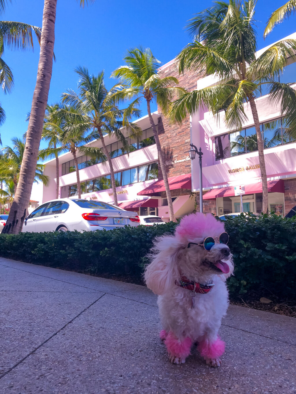 Pet Travel Checklist, Pink Poodle Going On A Walk On Palm Beach, Dog On A Walk