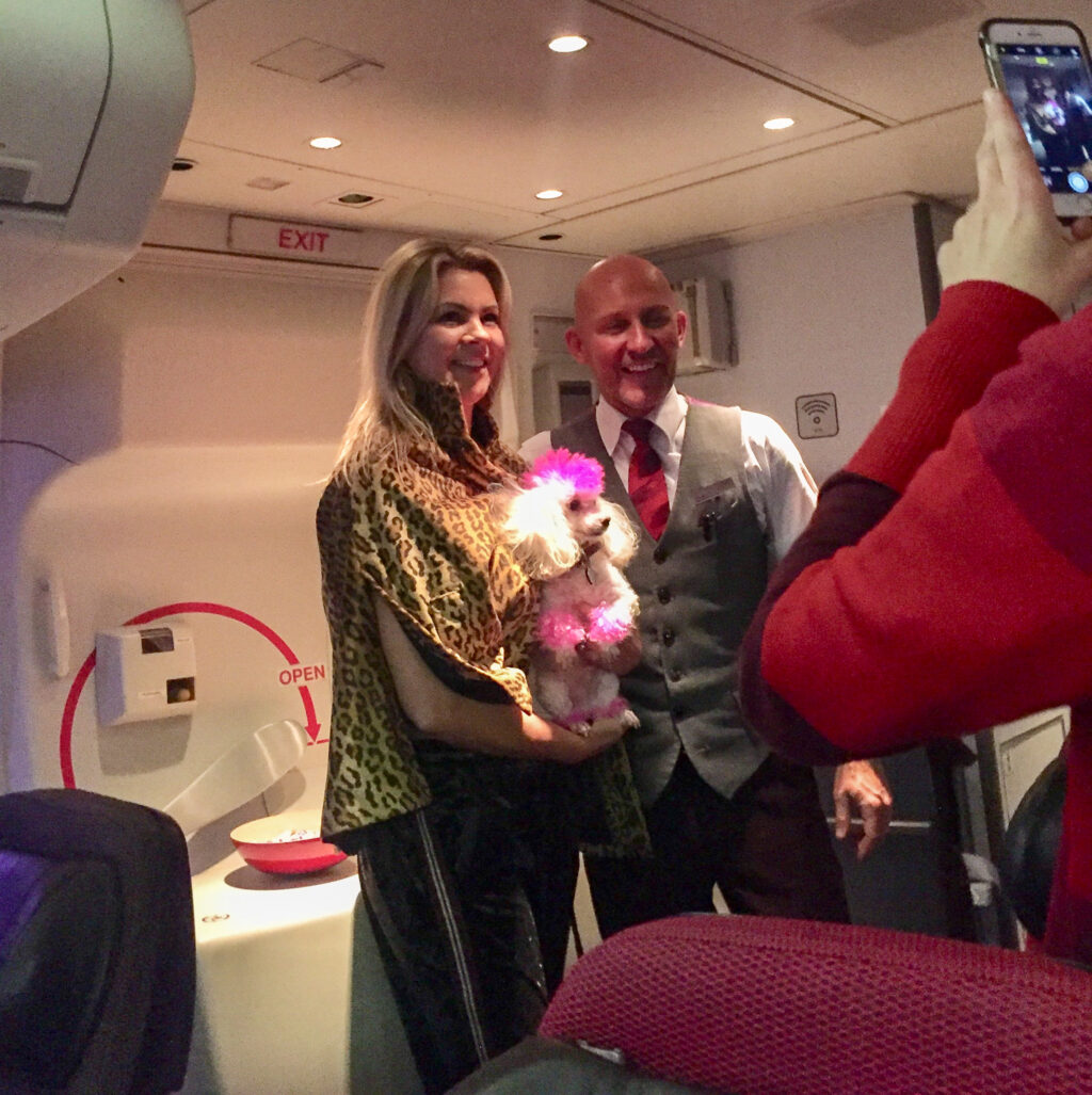 How To Travel Europe With Pets, Bentley The Pink Traveling Poodle On Virgin Atlantic Flight From Orlando Florida To Glasgow Scotland