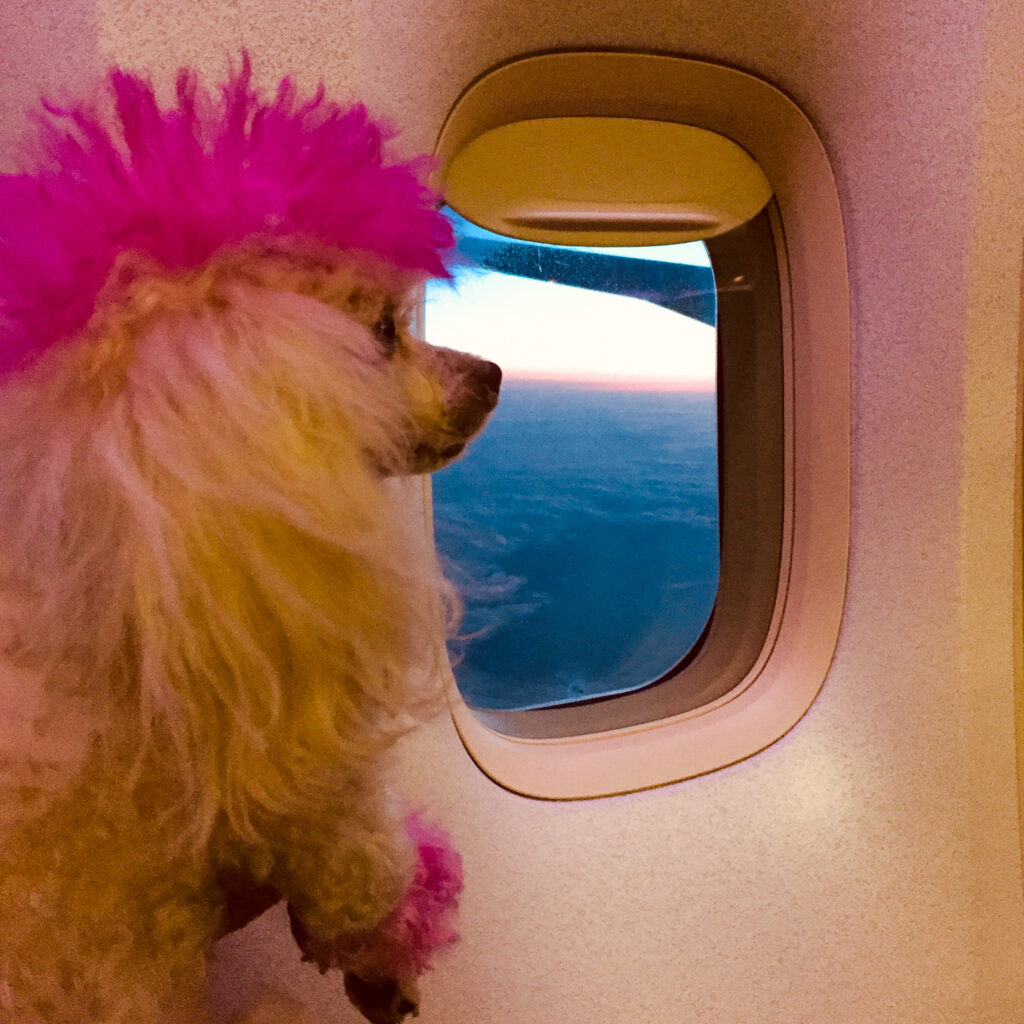 american airlines pet booking