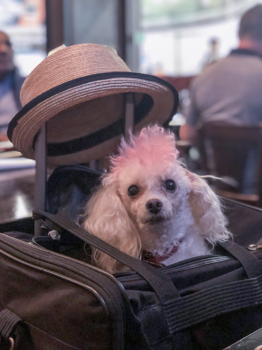 air europa emotional support animal