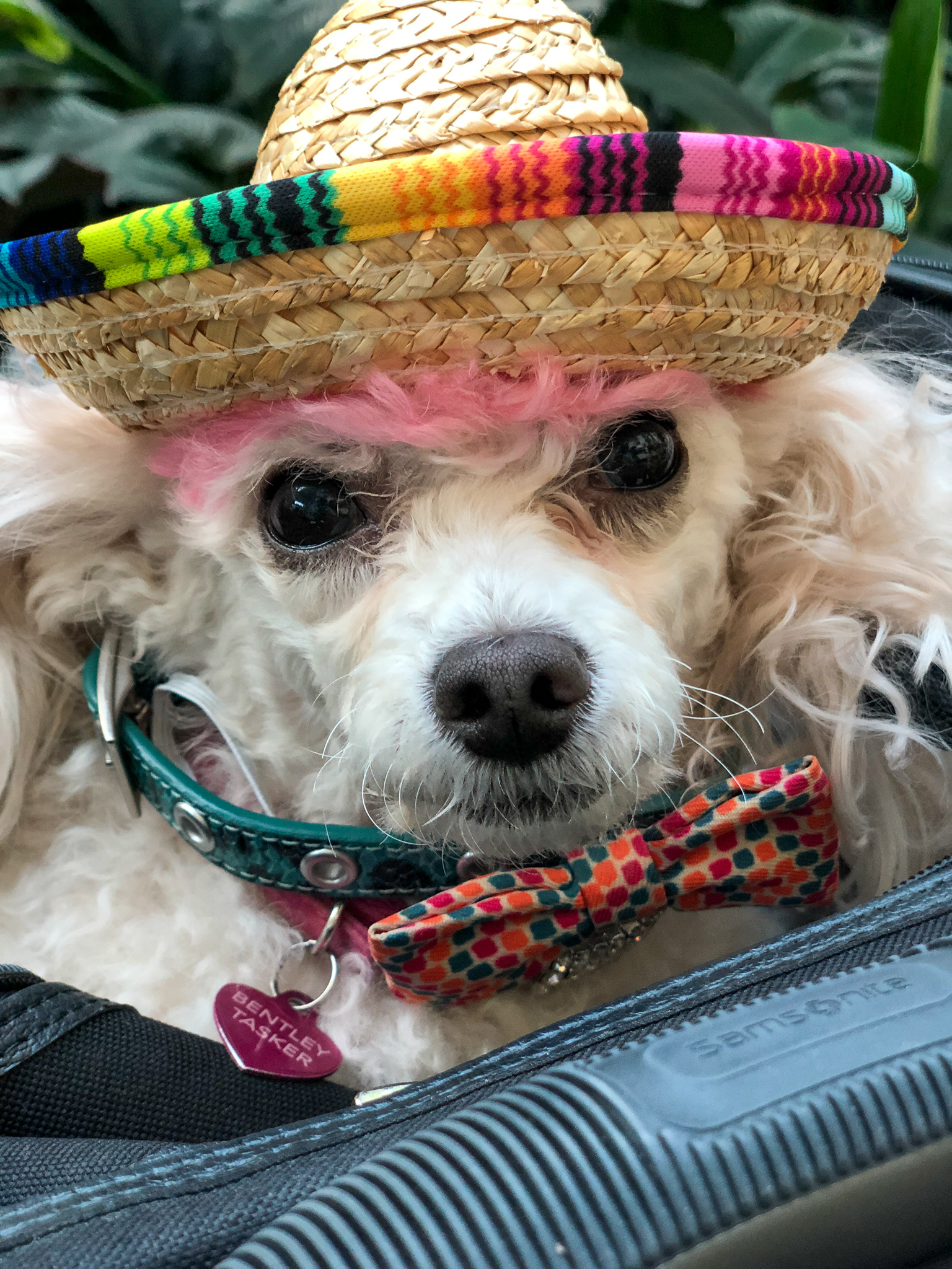 21 Best Airlines To Fly To Europe With Pets PS This Rocks