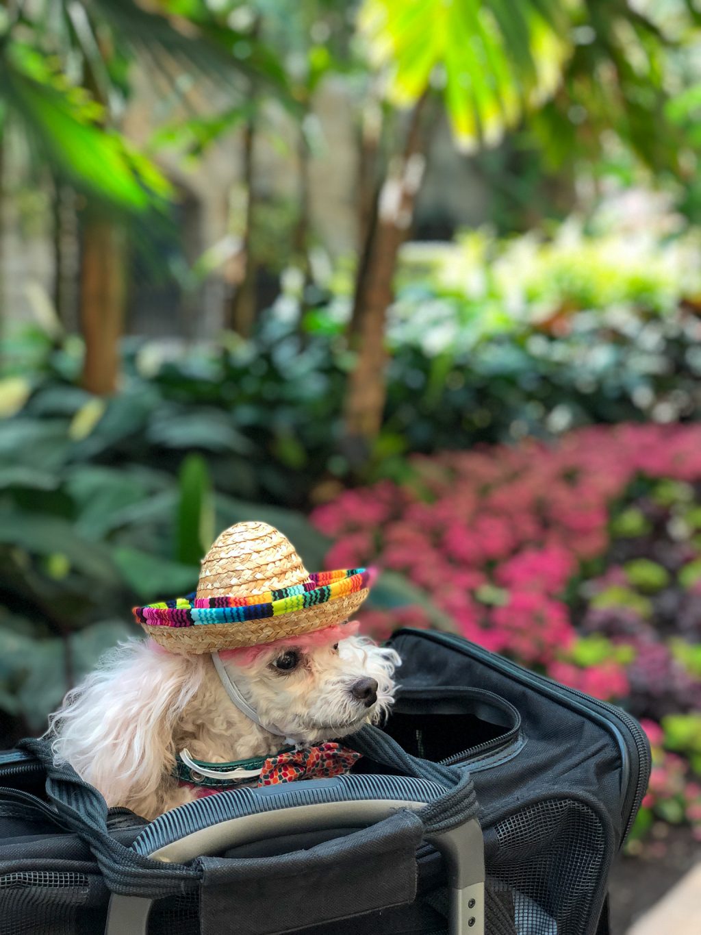 traveling with a dog american airlines