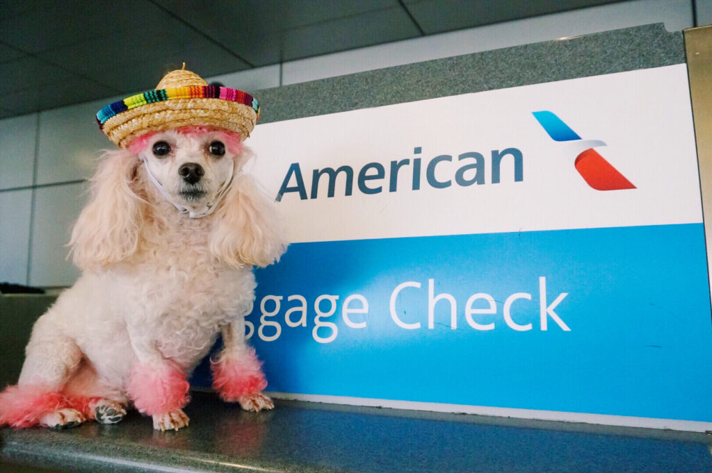 Flying with a outlet cat american airlines