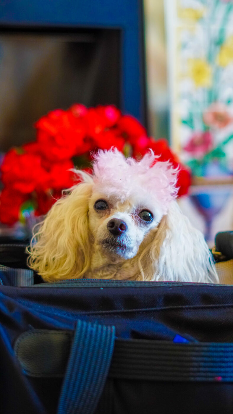 american airlines pet booking