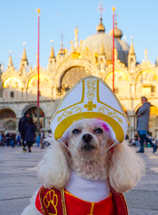 Christi Tasker Art, Casa Wynwood, Miami Fl, San Marco Square Venice, Venice, Italy, Bentley, Traveling Poodle, Pink Poodle, Real Pink Poode, Poodle Breeder