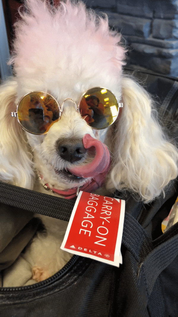 Best Bag To Travel With Pets, Best Pet Travel Blog
