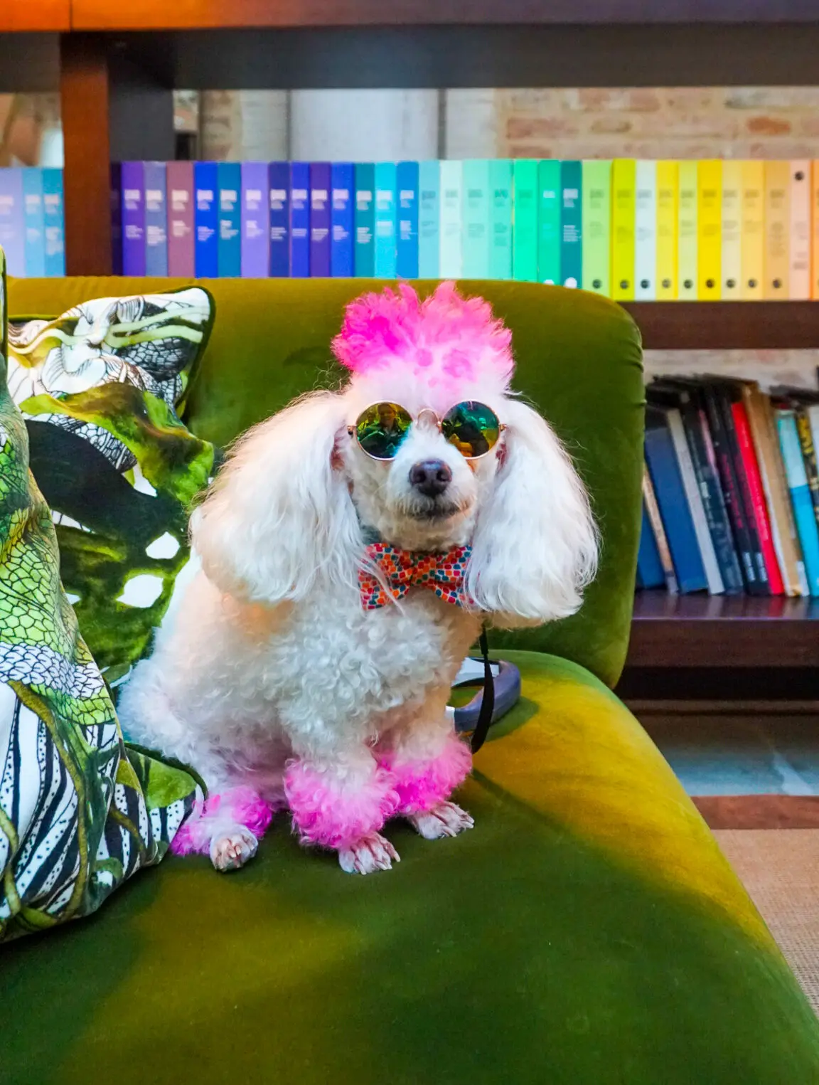 Pet Friendly Hotels, Things To Consider When Traveling With Pets, Travel With Dog, Travel With Cat, Pet Friendly Hotels