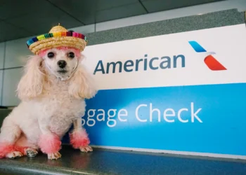 Best Airlines To Fly To Europe With Pets, Traveling Poodle, Flying Animals, Dog Flights, Flying To Europe With A Puppy, Flying With A Cat, Flying With A Puppy, Dogs On Airplanes, Traveling With A Dog, Traveling With A Cat, Pet Travel Checklist, Traveling With Pets, Traveling With Animals, How To Travel With Animals, How To Travel With A Dog, How To Travel With Dogs, Travel To Europe With Dog, Travel To Europe With Pets, Travel Internationally With Pets